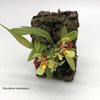 Oncidium coloratum